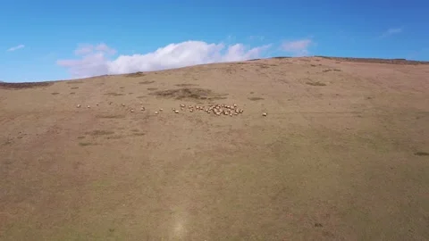 Elk on hill video3 Vidéo 137429727