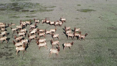 Elk on hill video4 Vídeos de archivo 137429754