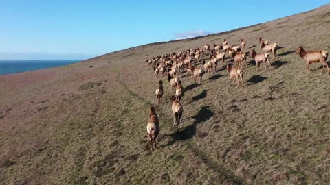Elk on hill video5 Vídeo Stock 137429749