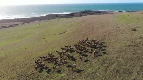 Elk on hill video6 Vídeo Stock 137429763
