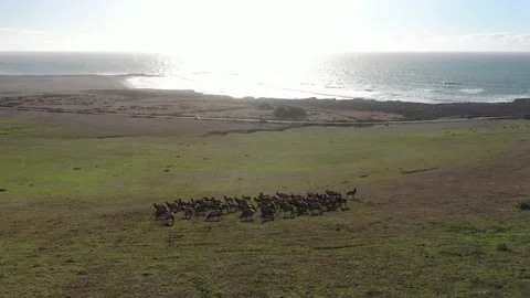 Elk on hill video7 動画素材 137429768