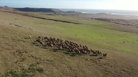 Elk on hill video8 库存影片 137429782