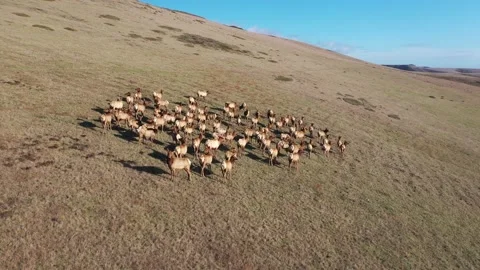 Elk on hill video9 Stock-Footage 137429787