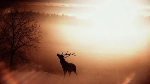 Elk with horns in forest Stock Photos