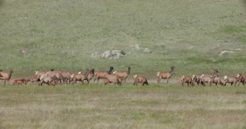 Elk Hurd Walking Left to Right Stock Footage 246022819