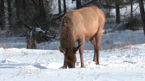 Elk in Jasper Stock Footage 331996