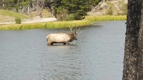 Elk in the Lake Stock Photos