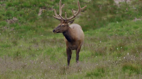 Elk with large antlers Stock Footage 32494615
