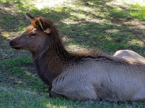 Elk Laying Down 스톡 사진