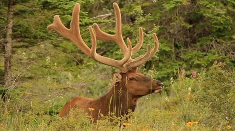 Elk laying in grass Stock Footage 7752719