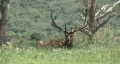 Elk laying under dead tree Colorado M HD HD Footage