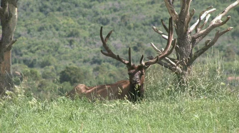 Elk laying under dead tree Colorado M HD Stock Footage 151342