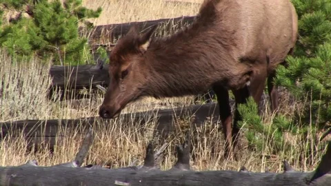 An elk lays down Stock Footage 72571978