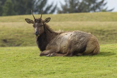 An elk lays down in the grass. Stock Photos