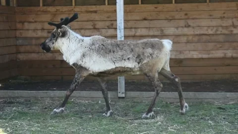 Elk Leaving A Barn Stock Footage 196011053