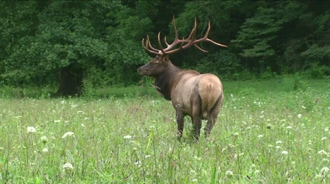 Elk Looking 2 Stock Footage 29797777