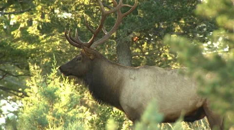 Elk looking around and walking in forest, Arkansas, USA Stock-Footage 60690695