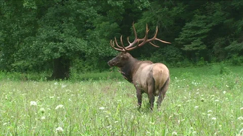 Elk Looking Stock Footage 29799203