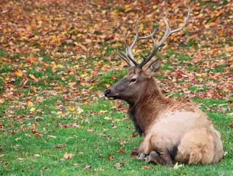 Elk lying down on a fall day Stock Photos