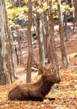 Elk Lying Down on a Fall Day Stock Photos