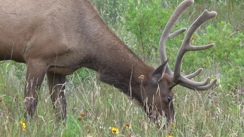 Elk in Meadow Feeding Close Up Stock Footage 114666716