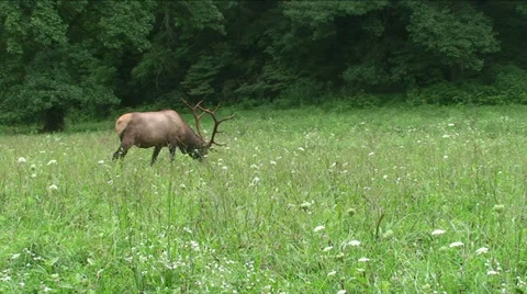 Elk In Meadow Stock Footage 29800234