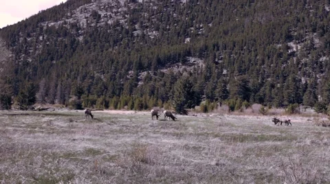 Elk in a Meadow Stock Footage 50487586