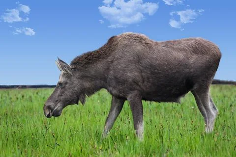 Elk on meadow Stock Photos