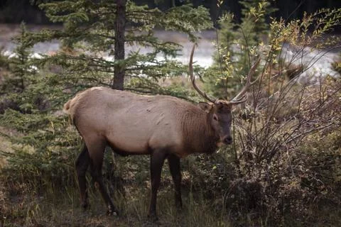 Elk in a medow  Stock Photos