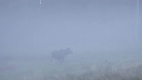 Elk, moose in the autumn mist, eats grass and looks around. Stock Footage 178033215