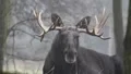 Elk - Moose close up profile looking to the camera HD Footage