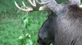 Elk - Moose close up with weed on horns HD Footage