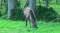 Elk - Moose eating at forest meadow HD Footage