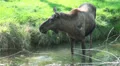 An Elk - Moose eating in a pond HD Footage