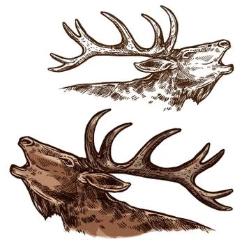 Elk moose head muzzle vector isolated sketch Stock Illustration