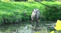 Elk - Moose standing in a pond HD Footage