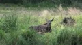 Elk - Moose with young baby calf resting in windy grassland HD Footage