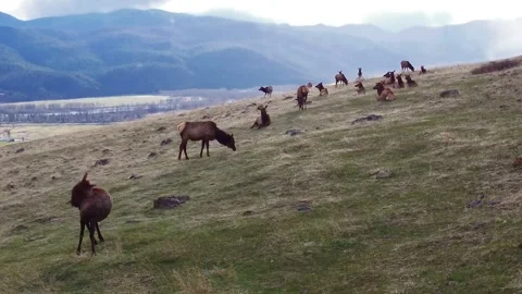 Elk in the mountains 스톡 동영상 152190687