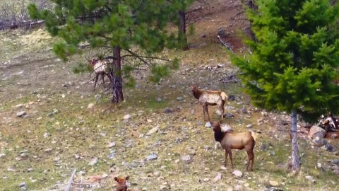 Elk moving among the trees 스톡 동영상 152190739