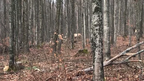 ELK moving through the woods Stock Footage 160494944