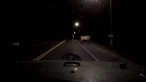 Elk at night on side of road Stock Footage 172458864