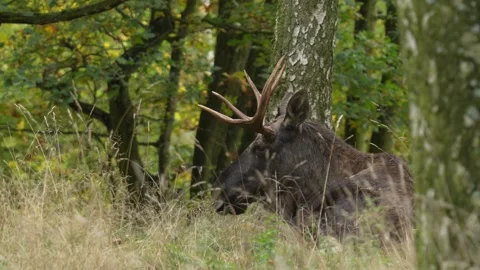 Elk or Moose, Alces alces in the dark forest during rainy day. Beautiful animal  Stock Footage 254412283