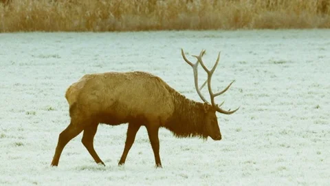 Elk in Oregon Stock Footage 225336180