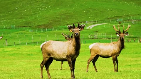 Elk Pair in Meadow Stock Footage 323139842