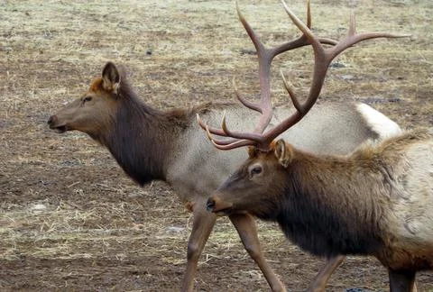 Elk Pair Stock Photos