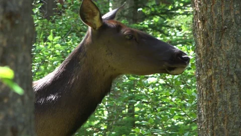 Elk Passing in Woods Close Up Stock Footage 114670043