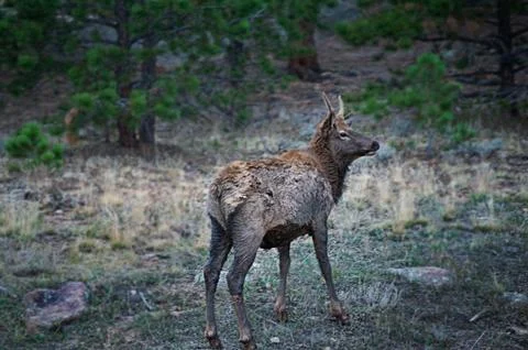 Elk Stock Photos