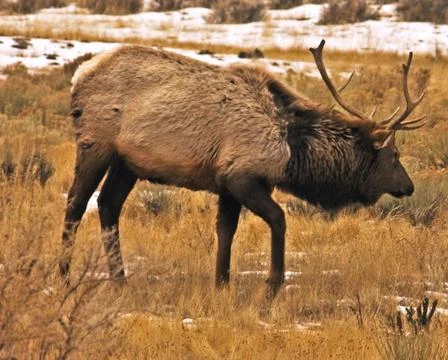 Elk Stock Photos