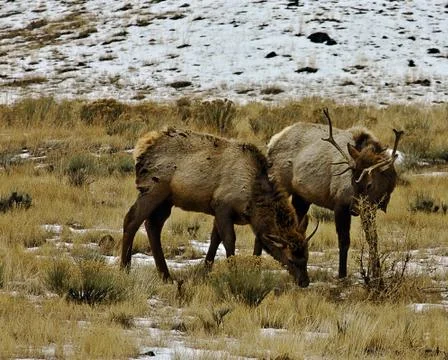 Elk Stock Photos