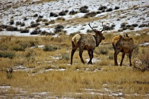 Elk Stock Photos